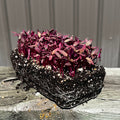 Red Garnet Amaranth Microgreens - HOSS