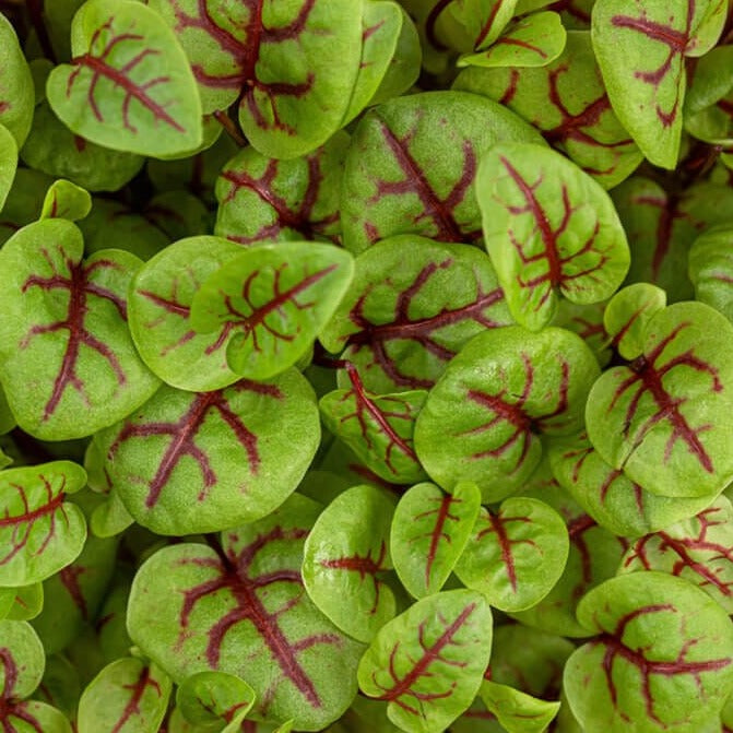 Red Panda Sorrel