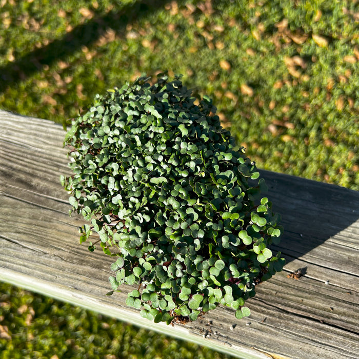Red Russian Kale Microgreen - HOSS