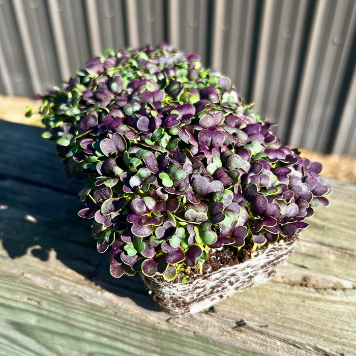 Red Wizard Pak Choi Microgreens - HOSS