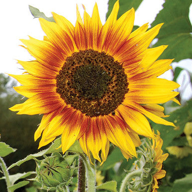 Ring of Fire Sunflower | Seed Savers