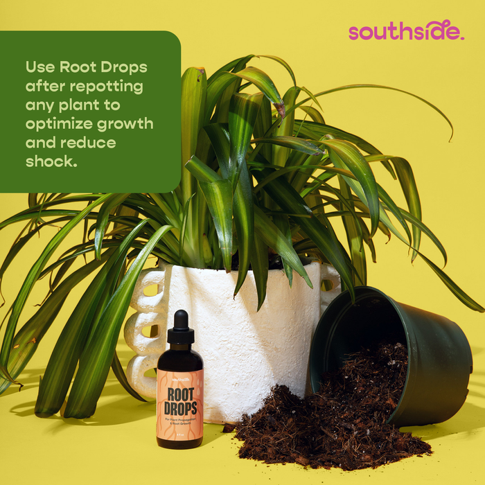 Root Drops | Southside.