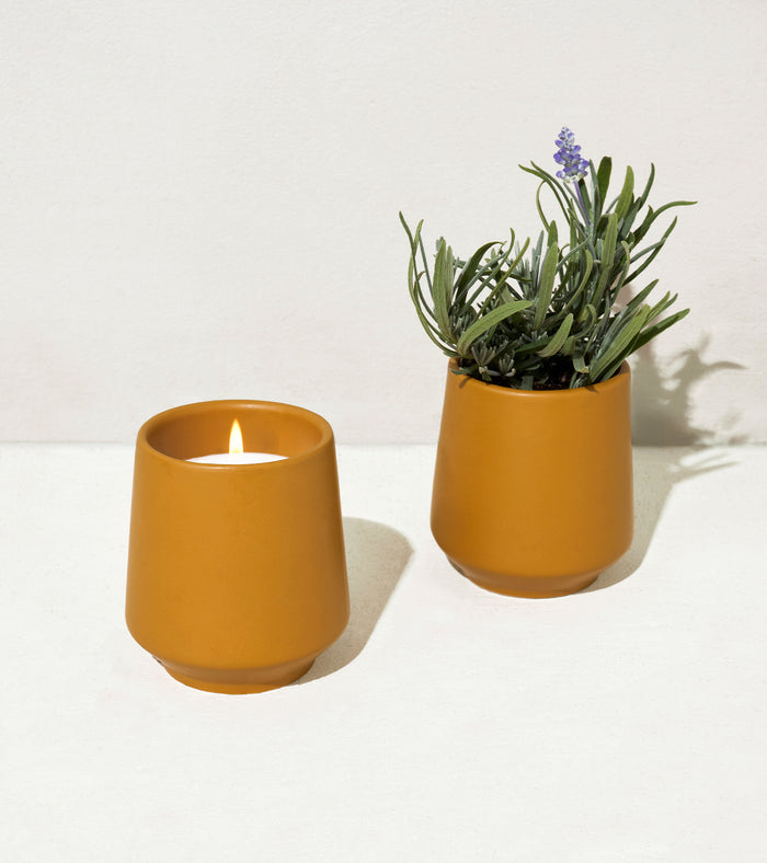 Lavender & Cedarwood 1pk