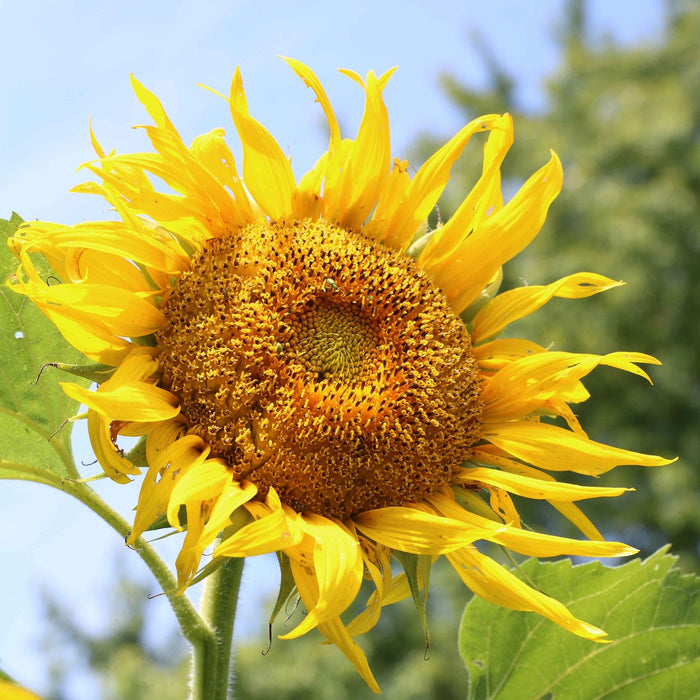 Rostov Sunflower|Seed Savers