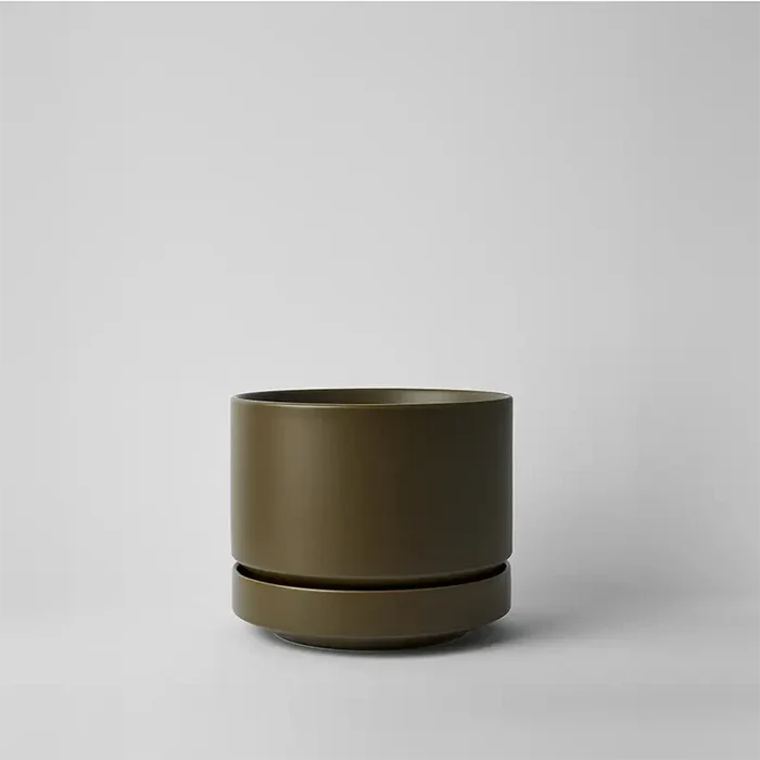 Olive / 6 Inch
