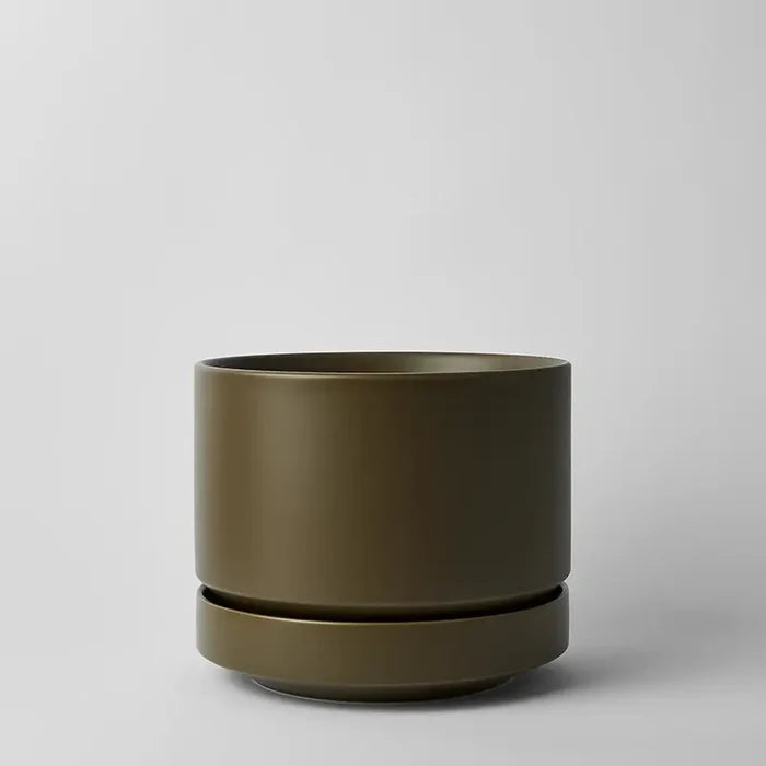 Olive / 10 Inch