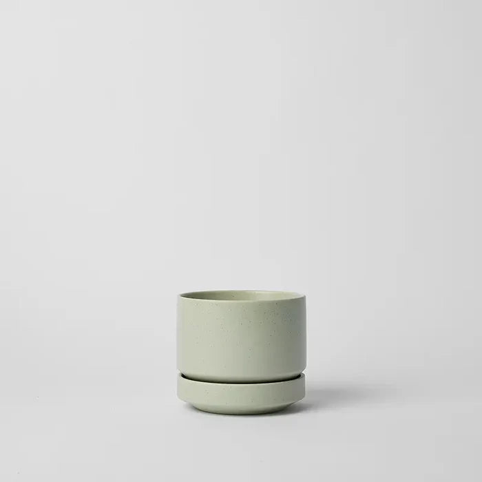 Speckled Mint / 4 Inch