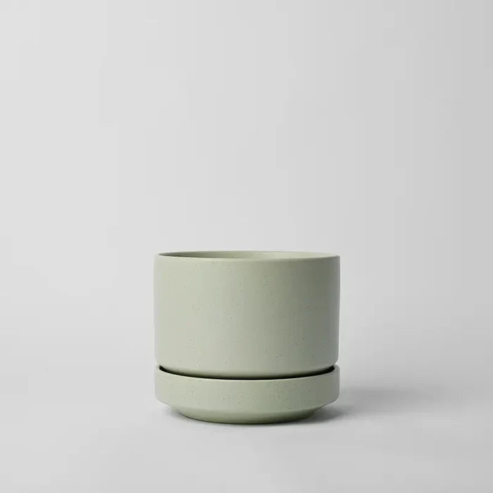 Speckled Mint / 6 Inch