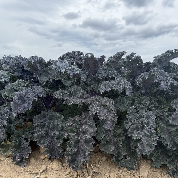 A dense patch of curly kale plants growing in a field under a cloudy gray sky, with tan soil visible at the base.