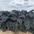 A dense patch of curly kale plants growing in a field under a cloudy gray sky, with tan soil visible at the base.