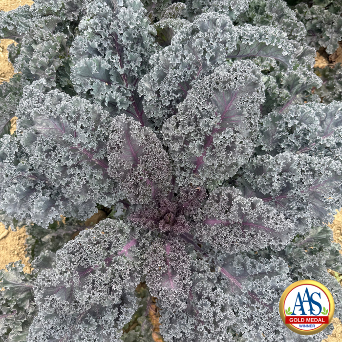 A close-up top-down view of a curly kale plant with silvery gray-green leaves and purple-red veins, growing outdoors. An AAS Gold Medal Winner emblem is visible in the bottom right corner.