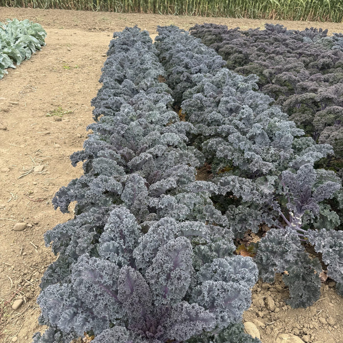 Rows of curly kale plants with silvery-purple leaves growing in a dirt field, with a tall green crop and pale sky in the background.