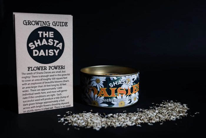 Shasta Daisy Grow Kit | The Jonsteen Company