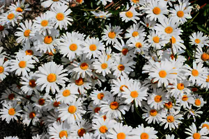 Shasta Daisy Grow Kit | The Jonsteen Company
