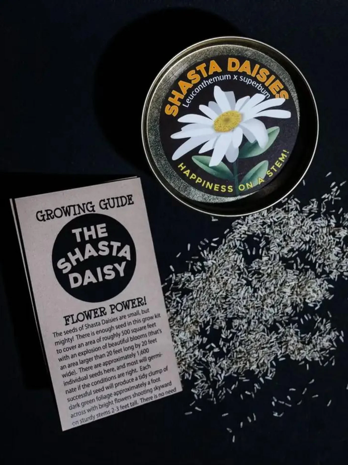 Shasta Daisy Grow Kit | The Jonsteen Company