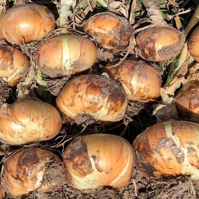 Short-Day Onion Variety Plant Bundle