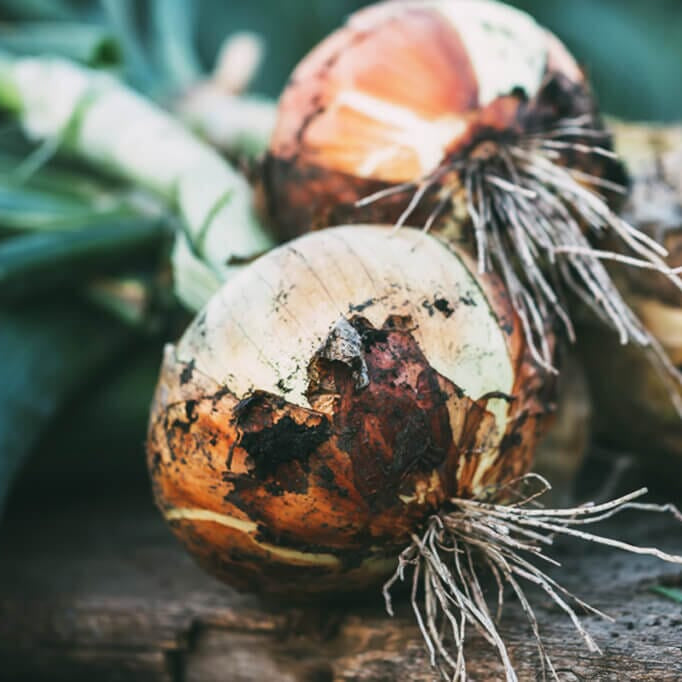 1015Y Texas SuperSweet Onion