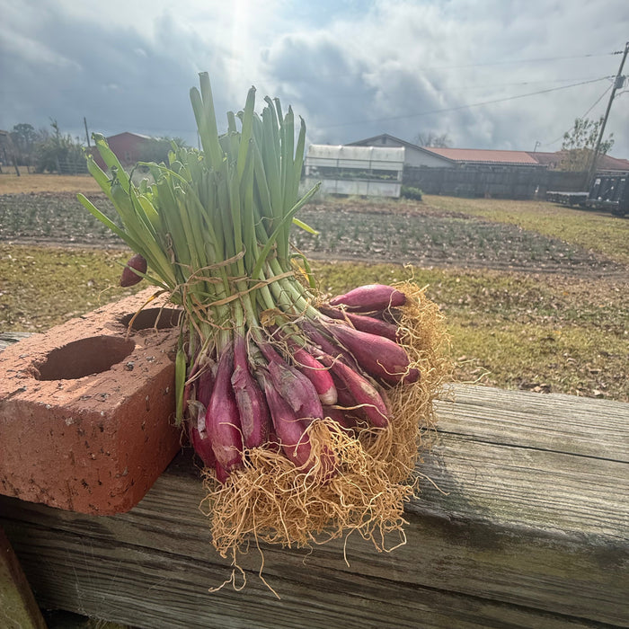 SoFire (red) Onion Plant Bundle