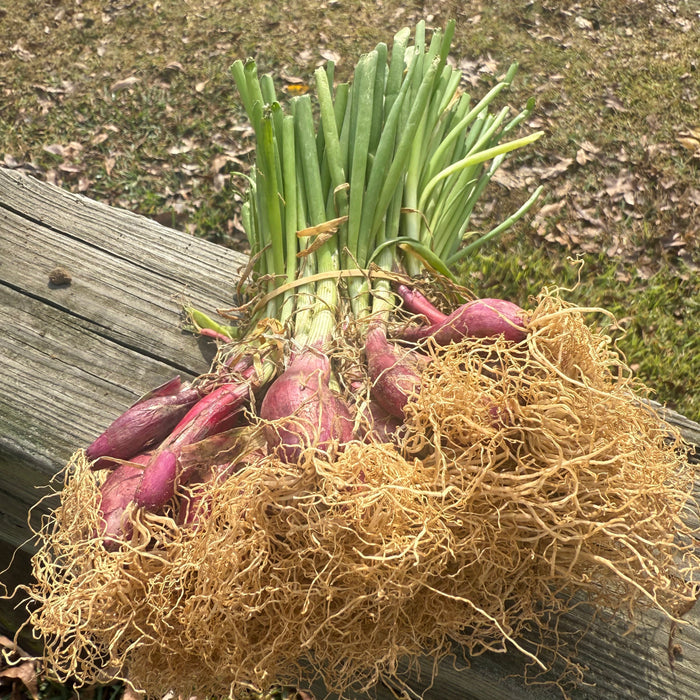 SoFire (red) Onion Plant Bundle