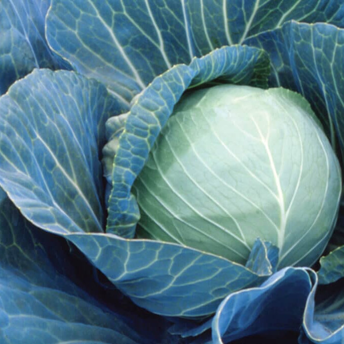 Photo of a mature head of Stonehead Cabbage.