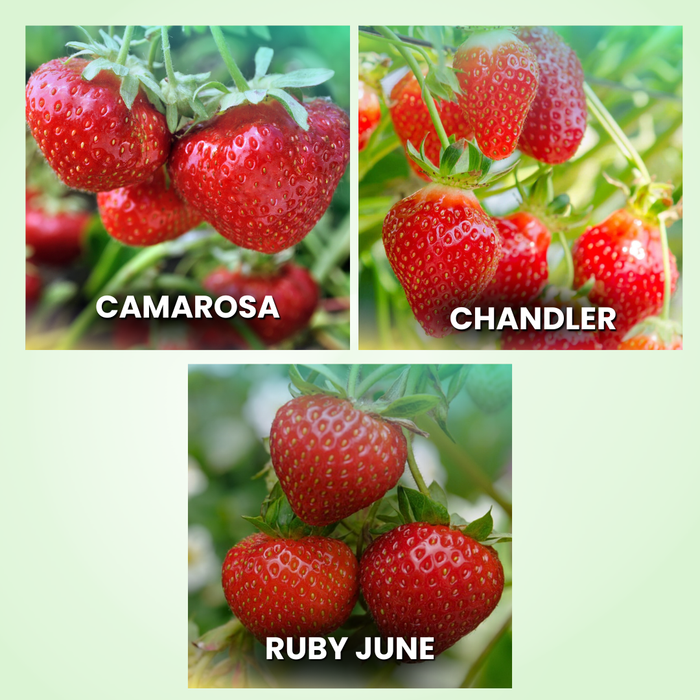 Strawberry Starter Plant Bundle