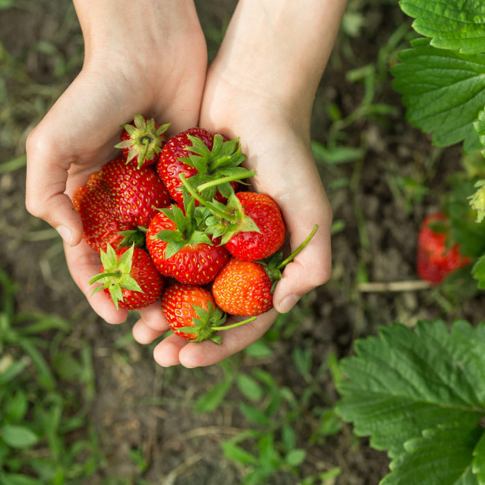 Strawberry Starter Plant Bundle