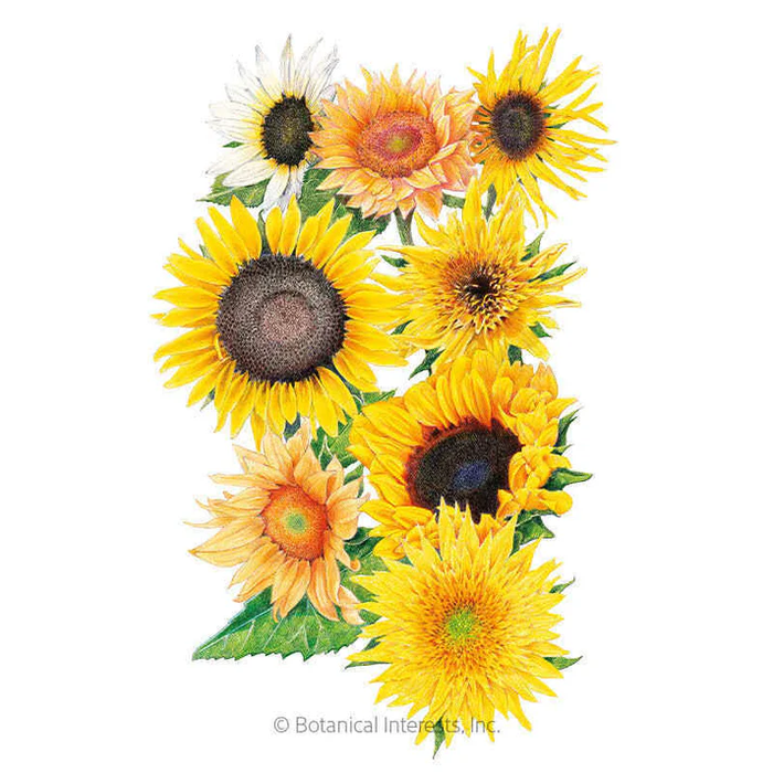 Sunflower Florist's Bouquet|Botanical Interests