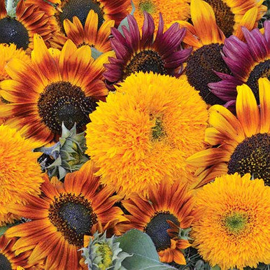 Sunflower Mix | Seed Savers