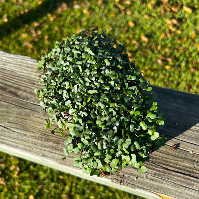 Texsel Greens Microgreens - HOSS