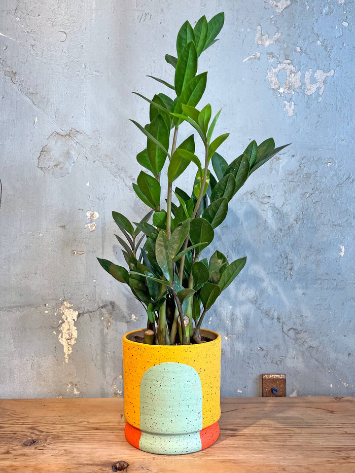The Phoebe|Stanley & Chester Ceramics