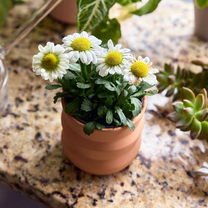 Tiny Terracotta Grow Kits | Modern Sprout