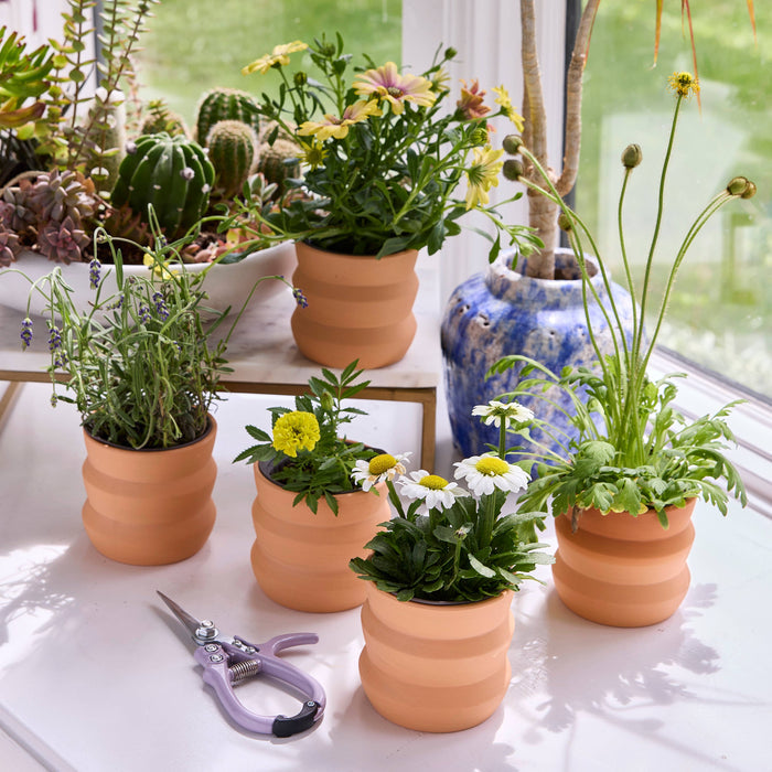 Tiny Terracotta Grow Kits | Modern Sprout
