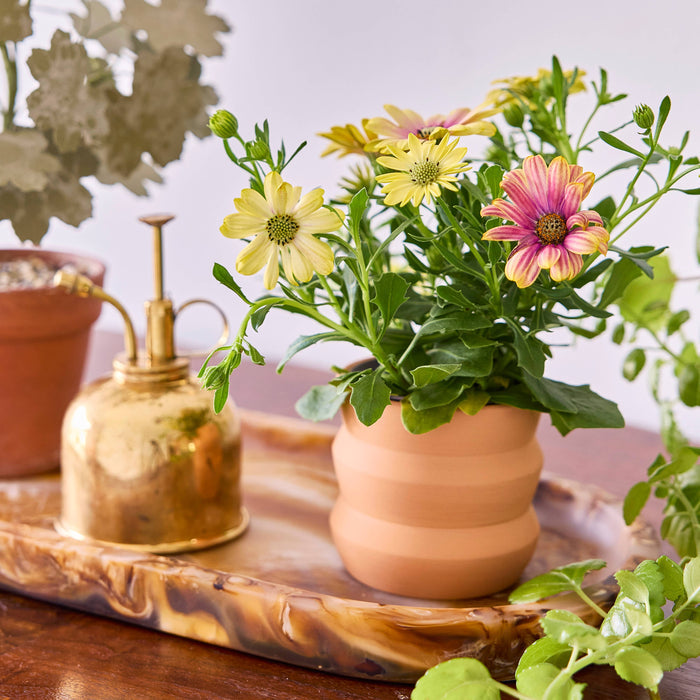 Tiny Terracotta Grow Kits | Modern Sprout