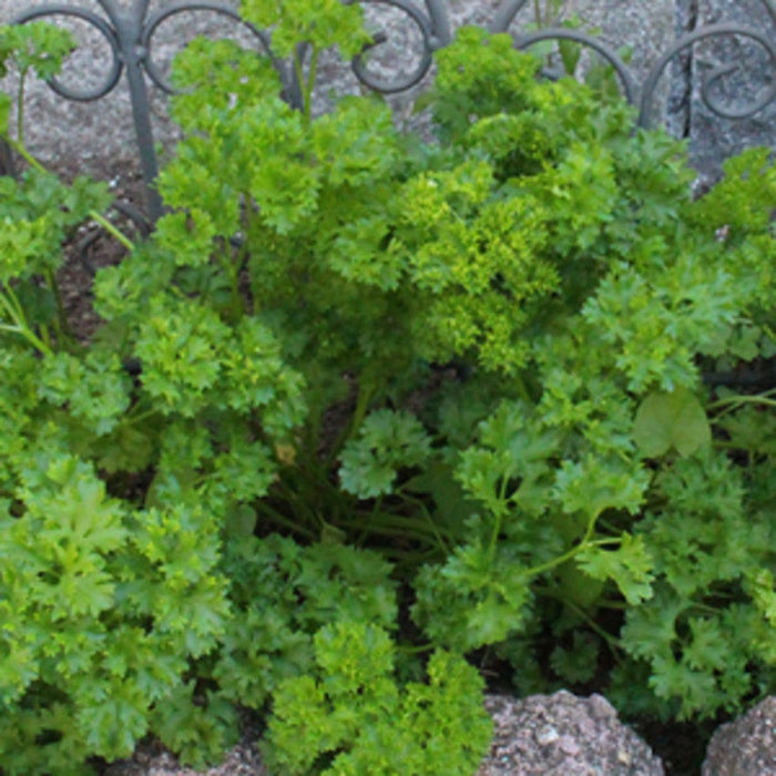 Triple Curled Parsley | Tarot Seed Packet | Sow the Magic