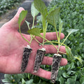 Three small leafy plant seedlings with dark soil plugs and white starter beads, held in a person's hand over a field of similar plants.