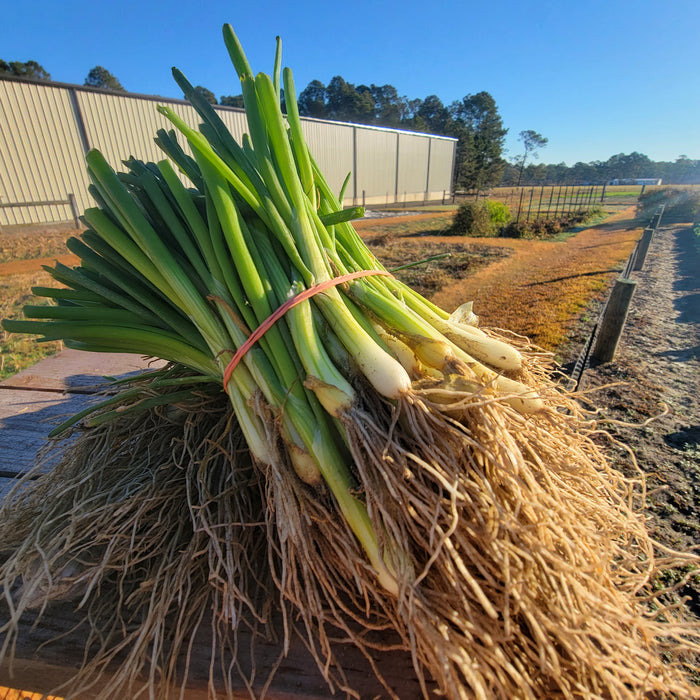 Vidora Onion Plant Bundle