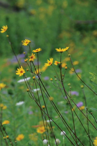 Western Sunflower Seeds | Prairie Moon Nursery