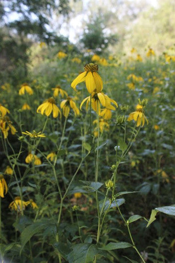 Wild Golden Glow | Prairie Moon Nursery